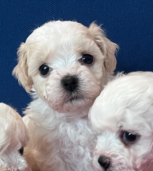 Bichon Welpen, Bologneser Herkunft aus Pudel und Malteser