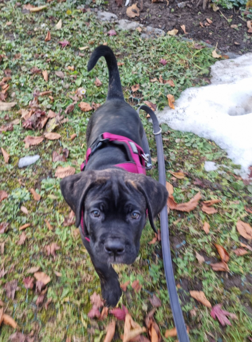 Sehr schöne Cane Corso Welpen suchen liebevolles Zuhause