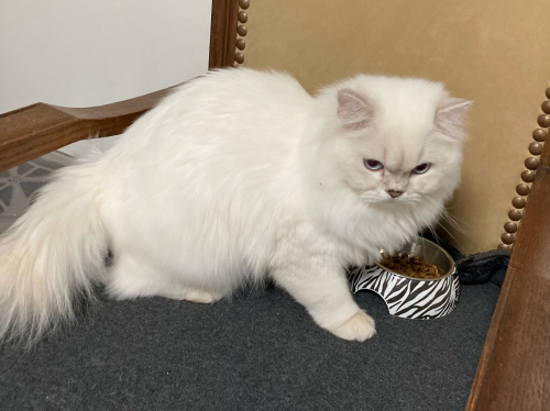 Wunderschöne Ragdoll-Mischlingskatze sucht neues Zuhause