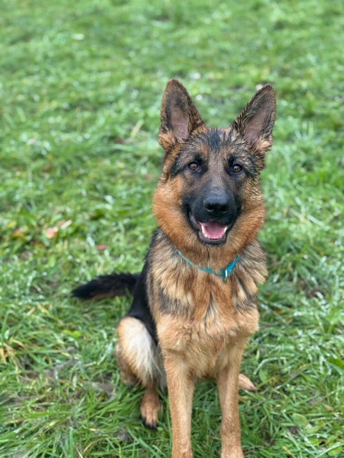 Deutscher Schäferhund, 1,5 J., Hündin mit SKG/SC Ahnentafel