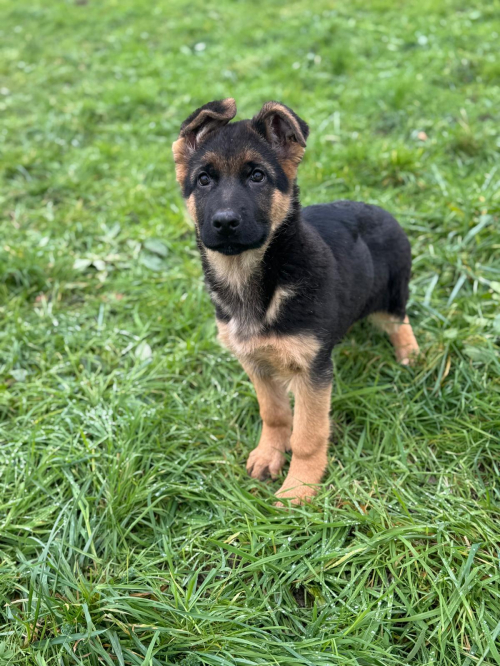 Deutscher Schäferhund, Rüde Welpe mit SKG/SC-Ahnentafel