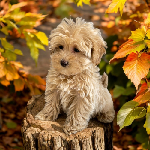 Maltipoo 