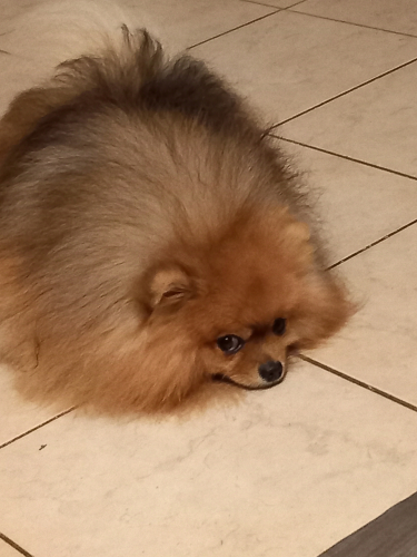 Pomeranian Deckrüde 