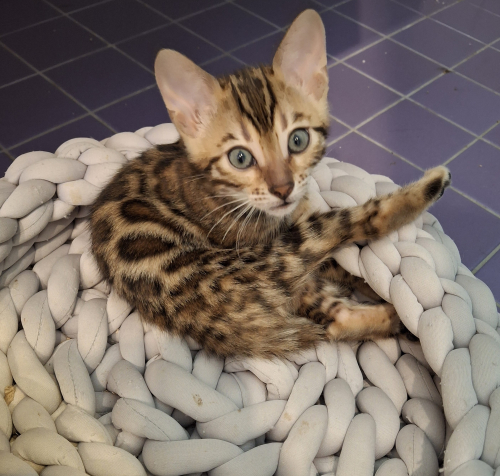 Wunderschöne Bengalkitten noch abzugeben.