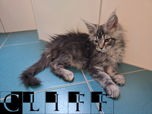 Maine Coon Kitten mit Stammbaum suchen liebevolles Zuhause