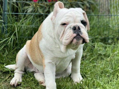 Bulldog _ Continental Bulldoggen aus Schweizer Zucht