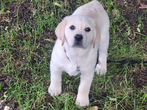 Goldenretriver/labrador 