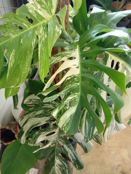 monstera variegata xxl