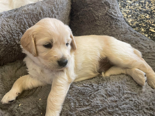 Mini Golden Retriever Welpen