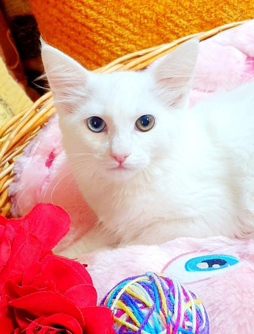 Wunderschöne Angora Büsi weiblich (heterochromie)