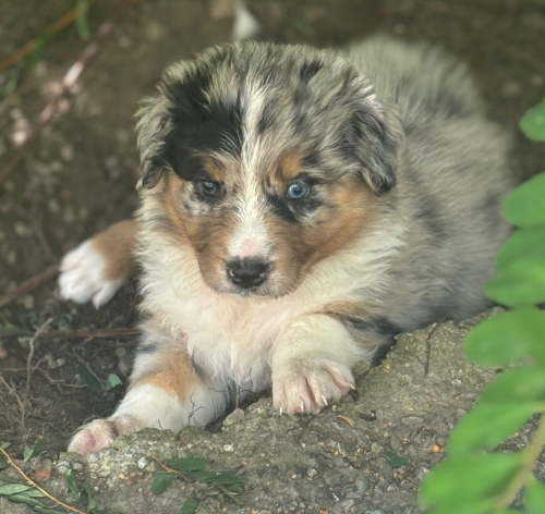 Reinrassige Australian Shepherd Welpen