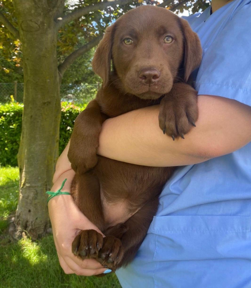 Labradorwelpen mit Stammbaum