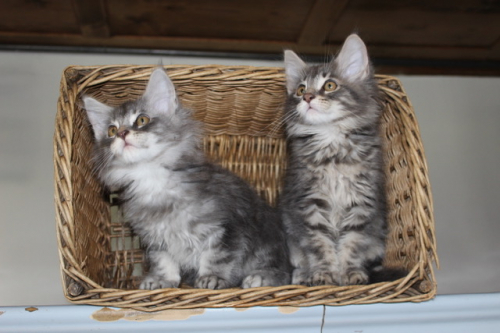 Süsse Maine Coon Kitten abzugeben