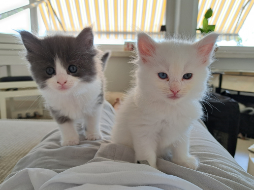 7 Einzigartige Maine Coon x Ragdoll Kitten bald abzugeben