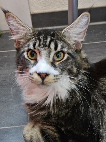 Maine Coon Kitten mit Stammbaum