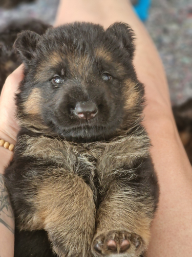 Deutscher Schäferhund Welpen 