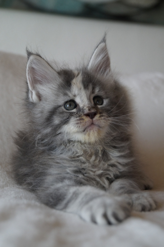 Maine Coon Kitten zu verkaufen