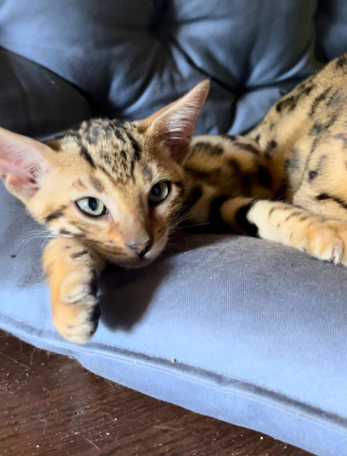 Bengal Katzenkinder suchen ein neues zu Hause