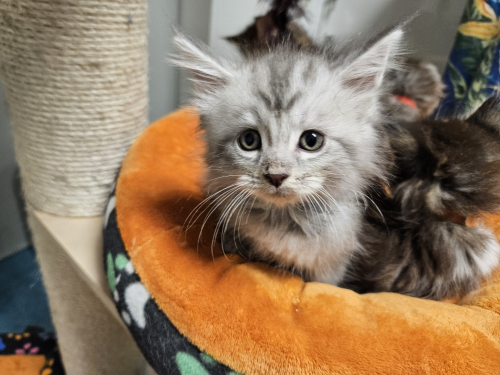 4 Maine Coon Kitten mit Stammbaum