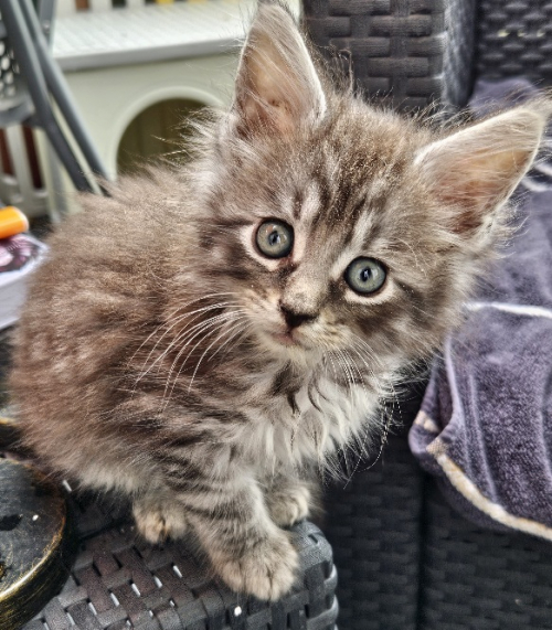 Maine Coon Kätzli mit Stammbaum