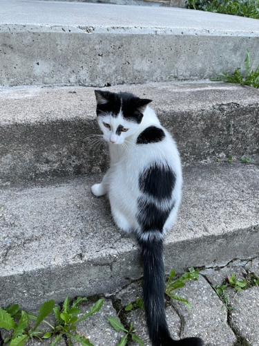 schwarz-weisse Katze sucht liebevolles Zuhause