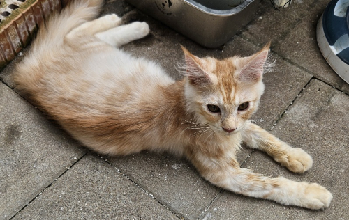 Maine Coon Kitten mit Stammbaum