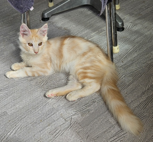 Maine Coon Kitten mit Stammbaum