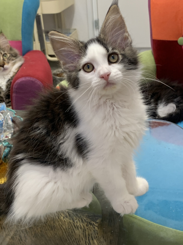 Maine Coon Kätzchen mit Stammbaumaus der Zentralschweiz