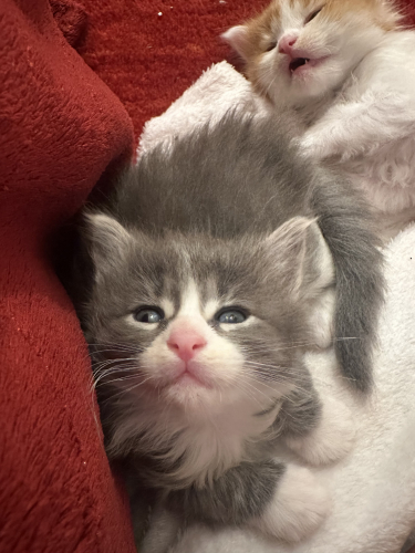 Maine Coon  Kitten zu verkaufen 