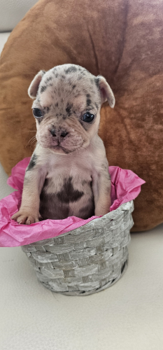 Französische Bulldoggen-Welpen aus liebevoller Hobbyzucht