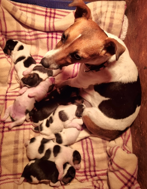 Jack-Russel, Welpen, tricolor, glatthaar