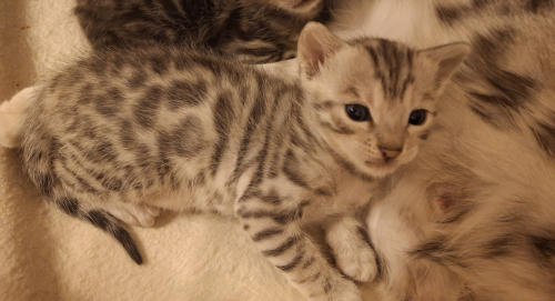 Bengalmix Kitten