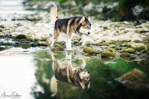 Husky Deckrüde