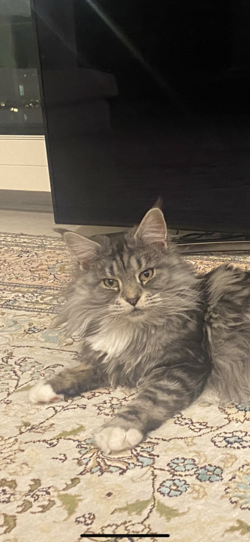 Maine Coon mit Stammbaum 