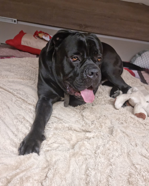 Reinrassiger Cane Corso Rüde sucht liebevolles Zuhause